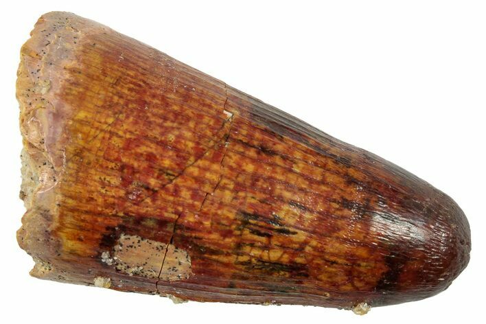 Cretaceous Fossil Crocodylomorph Tooth - Morocco #250704